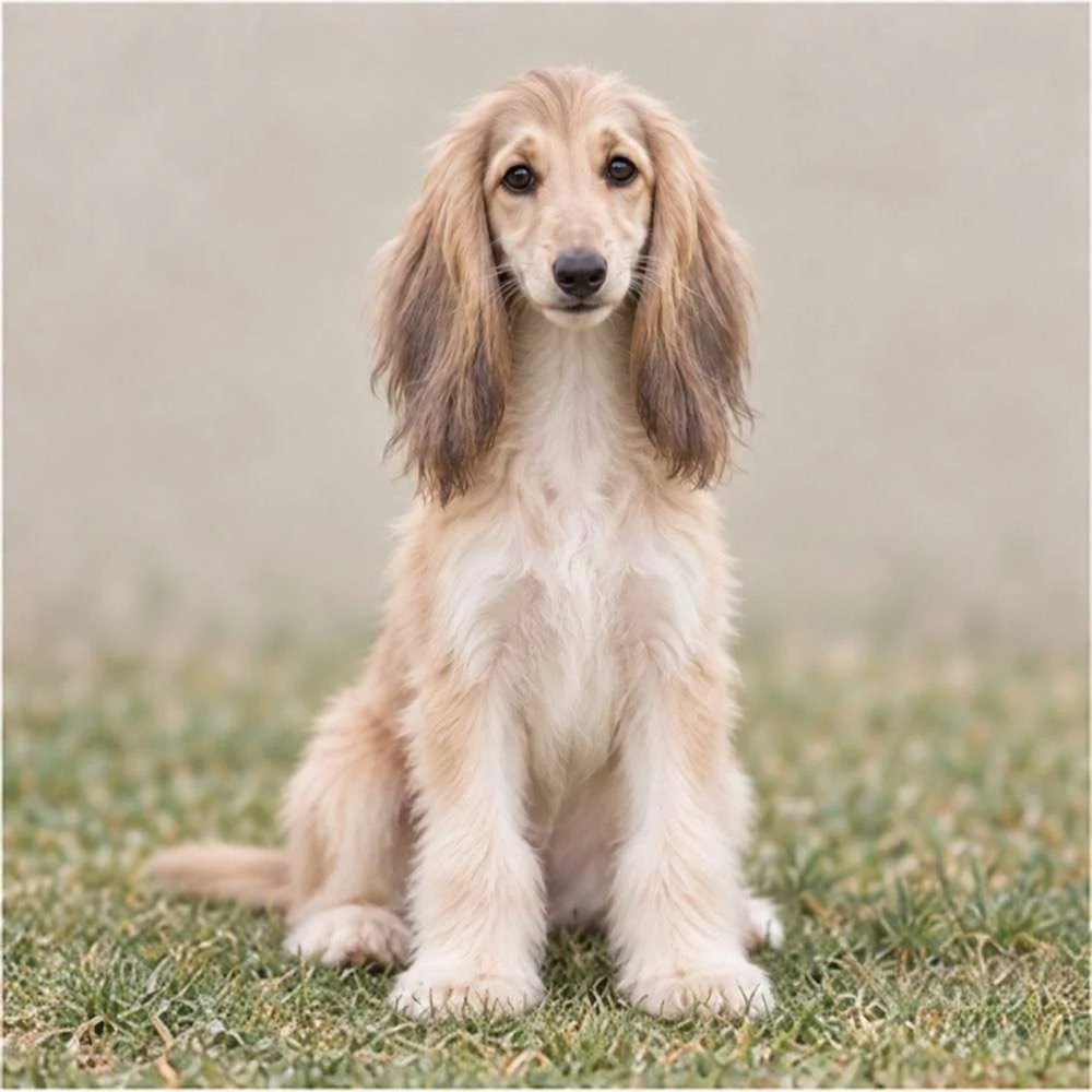 Elegant Afghan Hound with flowing, silky coat standing gracefully outdoors
