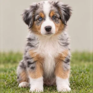 A tri-color Australian Shepherd standing alert with a beautiful merle coat