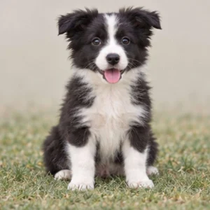 Black and white Border Collie sitting attentively, with alert ears and expressive eyes