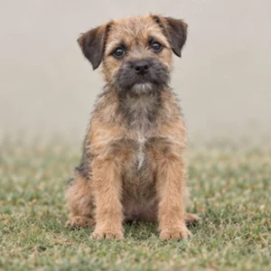 Small, wiry dog with a rough coat, alert posture, and expressive eyes
