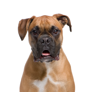 Petland Pembroke Pines Boxer