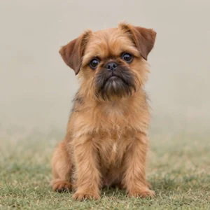Small, fluffy dog with a wiry coat, big expressive eyes, and a playful stance