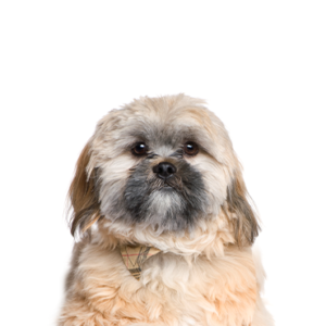 Petland Pembroke Pines Cavachon