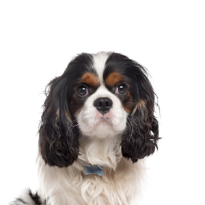 Petland Pembroke Pines Cavalier King Charles Spaniel