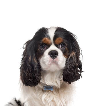cavalier-king-charles-spaniel