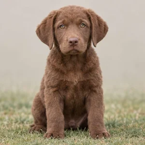 A brown Chesapeake Bay Retriever standing confidently by the water's edge
