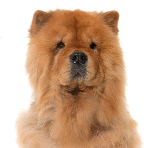 chow-chow