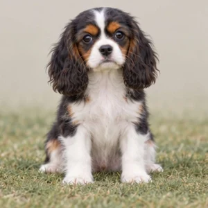 Fluffy, medium-sized dog with a golden and black coat, sitting attentively