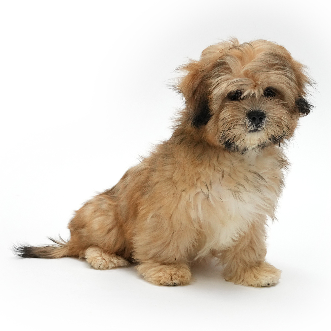 Cocoa - Lhasa Apso puppy for sale