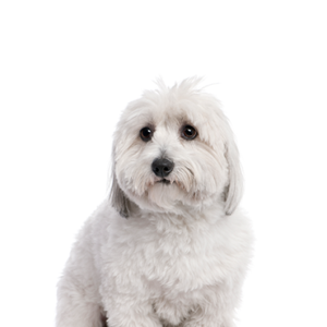 Petland Pembroke Pines Coton De Tulear