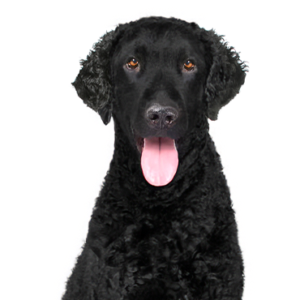 curly-coated-retriever