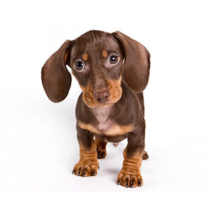 Short-bodied dog with long, smooth coat, and alert posture