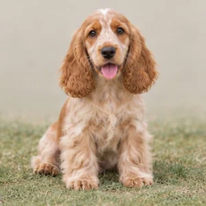 Golden-brown English Cocker Spaniel sitting proudly with long, wavy ears