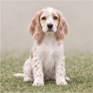 Elegant English Setter with a wavy, feathered coat, standing proudly outdoors