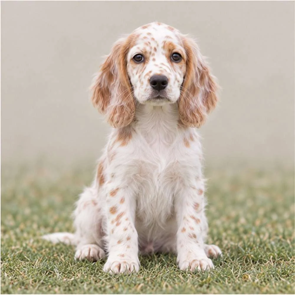 Elegant English Setter with a wavy, feathered coat, standing proudly outdoors