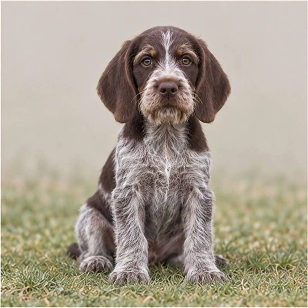 A wiry-coated dog with a distinctive brown and white pattern, standing alert