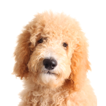 goldendoodle
