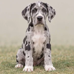 Tall and muscular dog with a short, fawn-colored coat standing proudly