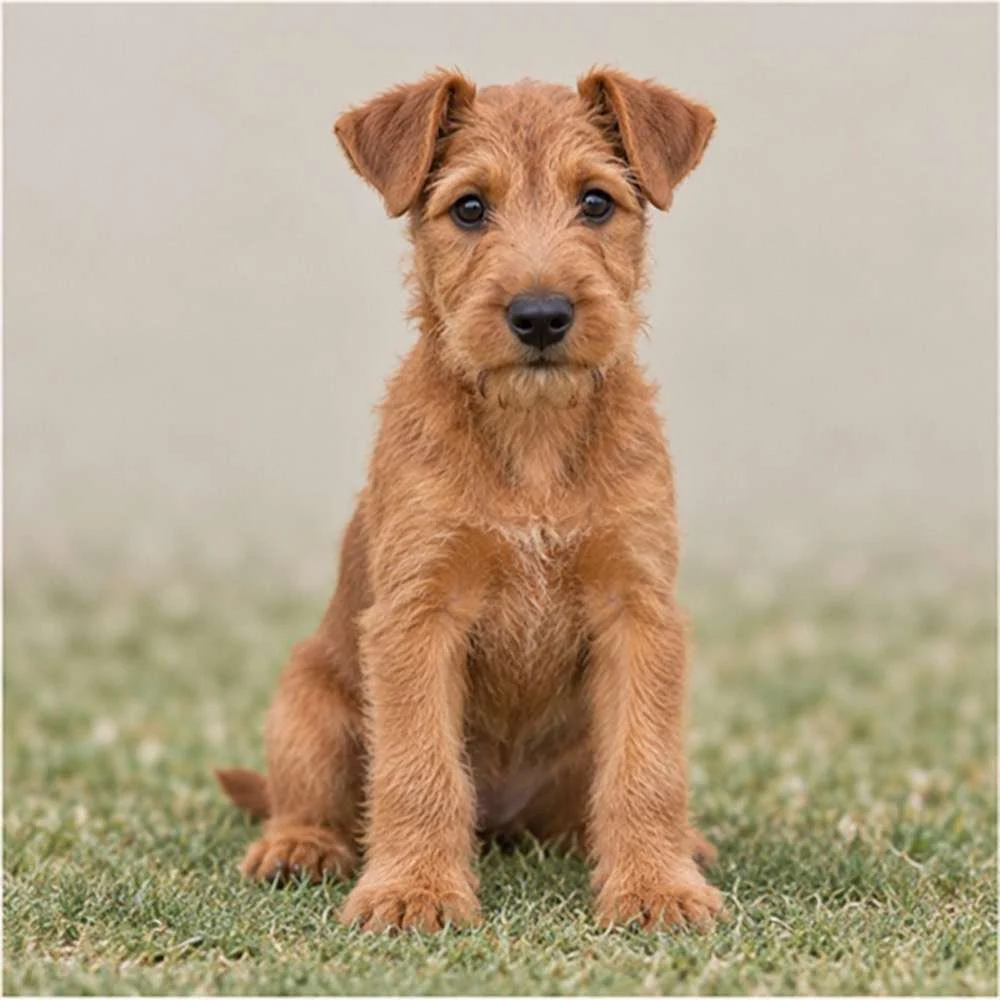 A spirited Irish Terrier with a wiry red coat, standing proudly