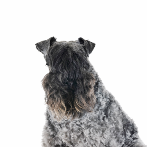 Petland Pembroke Pines Kerry Blue Terrier