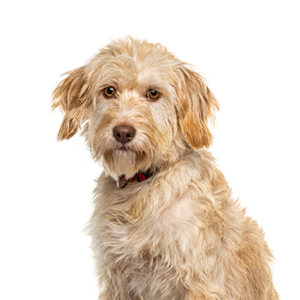 Petland Pembroke Pines Labradoodle