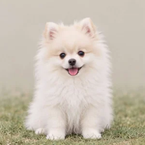 Fluffy white and tan dog standing attentively with a playful expression