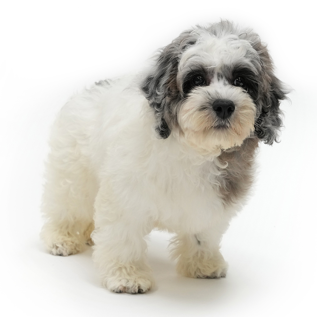 Moonlight - Cock A Poo 2nd Gen puppy for sale