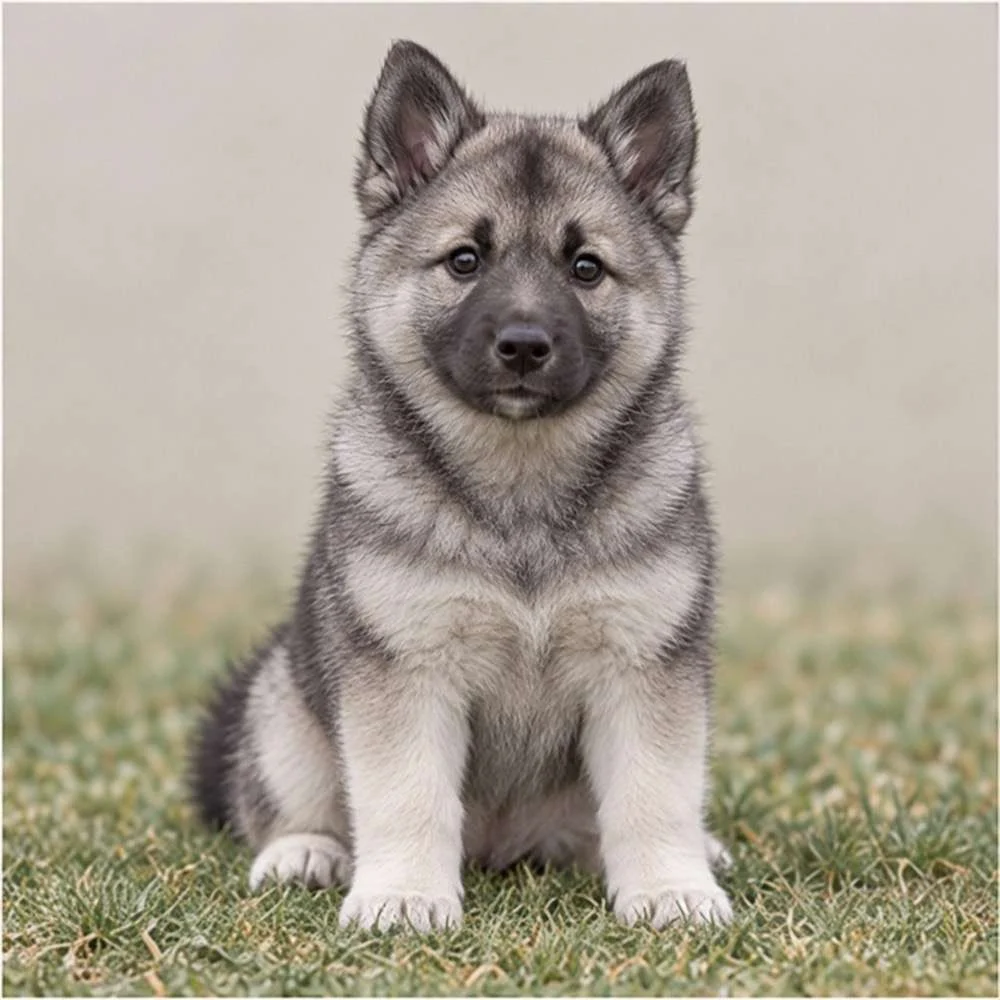 Gray coat with black markings, standing proudly in a forest setting
