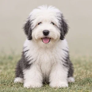 Fluffy, gray and white coat, standing confidently with a playful expression