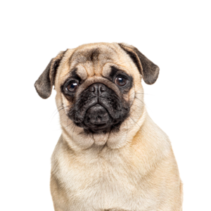 Petland Pembroke Pines Pug