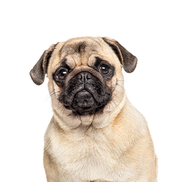 Fawn-colored pug with a curled tail sitting proudly and looking curious