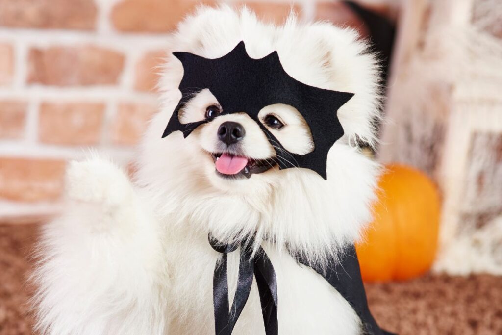 puppy-halloween-costumes-2025-1