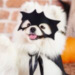 puppy-halloween-costumes-2025