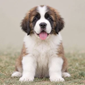 Large, fluffy Saint Bernard with a brown and white coat sitting proudly