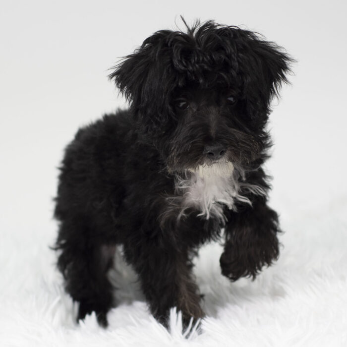 snoop - Schnoodle puppy for sale