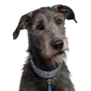 Petland Pembroke Pines Scottish Deerhound