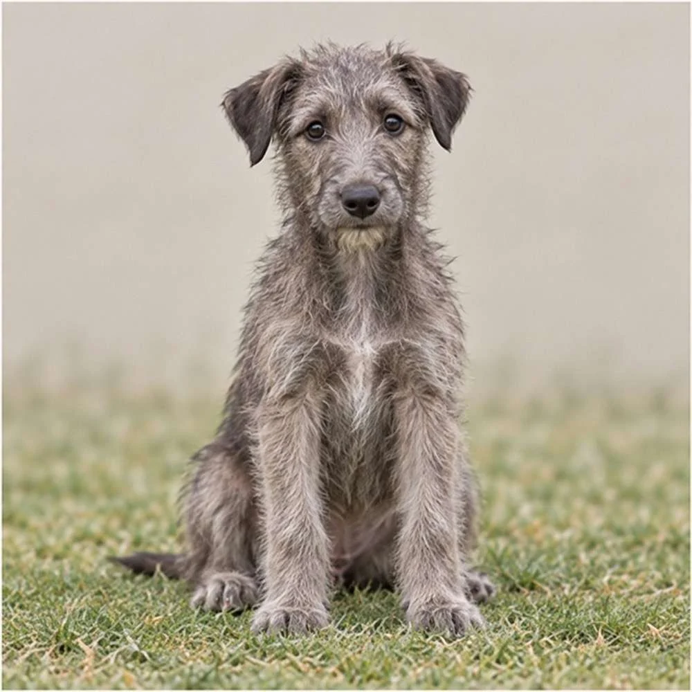 Tall, slender dog with a wiry gray coat standing proudly outdoors