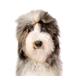 sheepadoodle