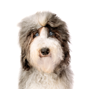 sheepadoodle