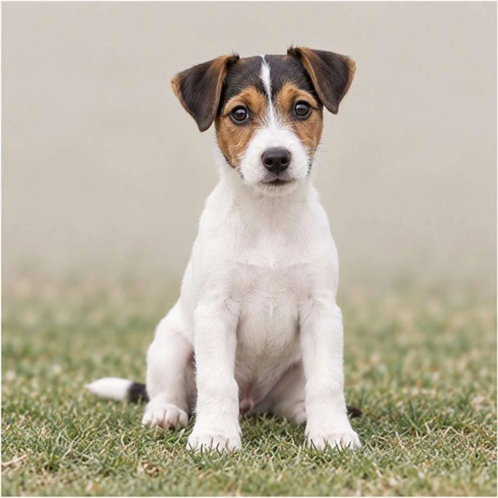 A sleek, white dog with black and brown markings standing alertly