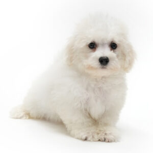 Zen - Bichon Frise puppy for sale
