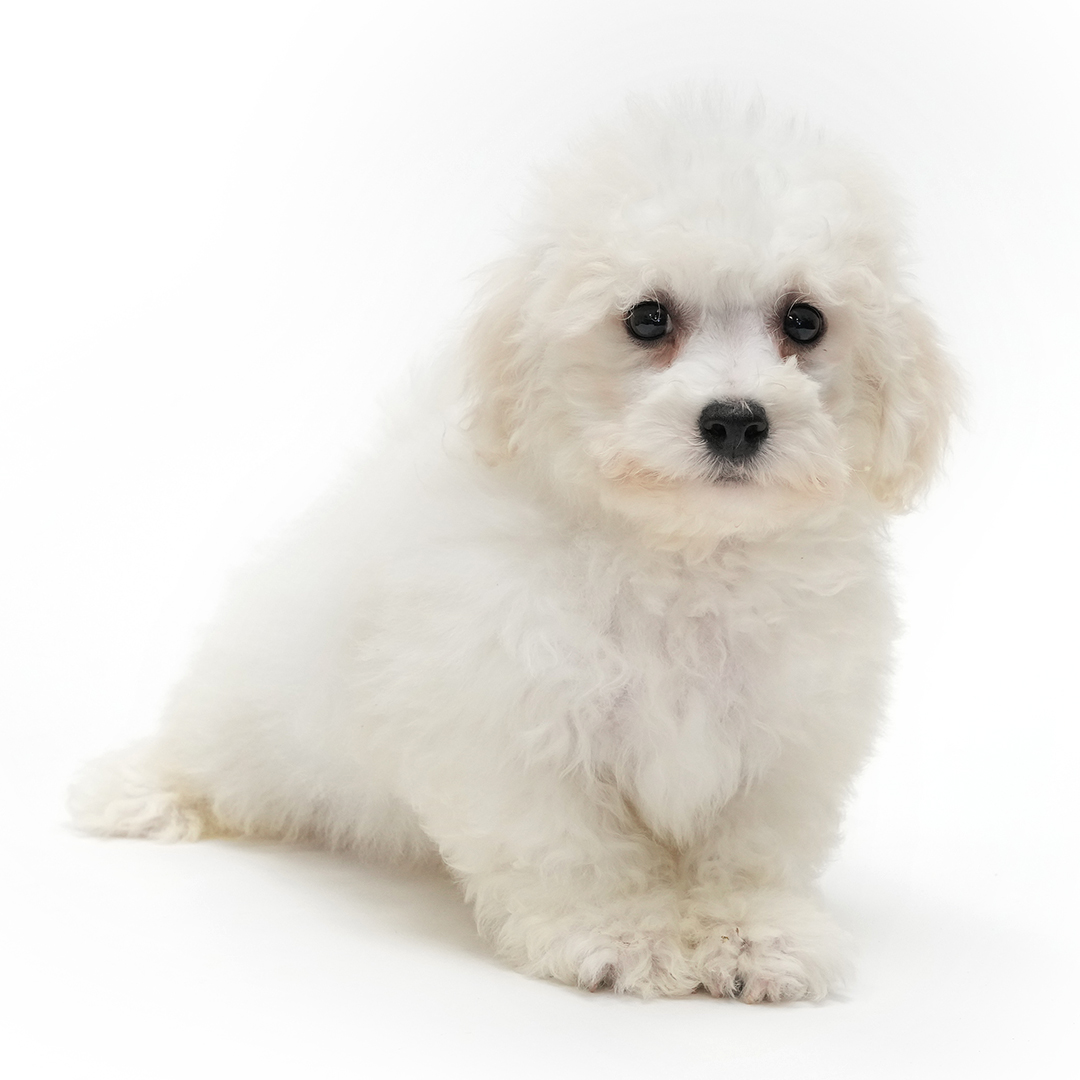 Zen - Bichon Frise puppy for sale