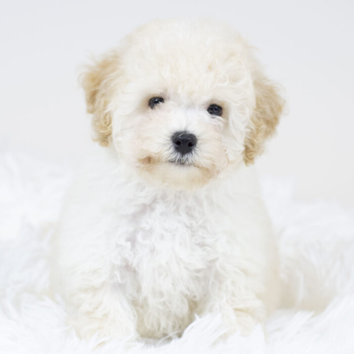 Buddy - Bichonpoo puppy for sale