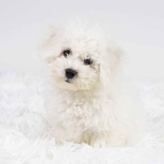 Chai - Bichon Frise puppy for sale