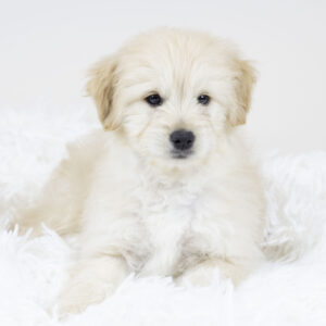 Goldendoodle