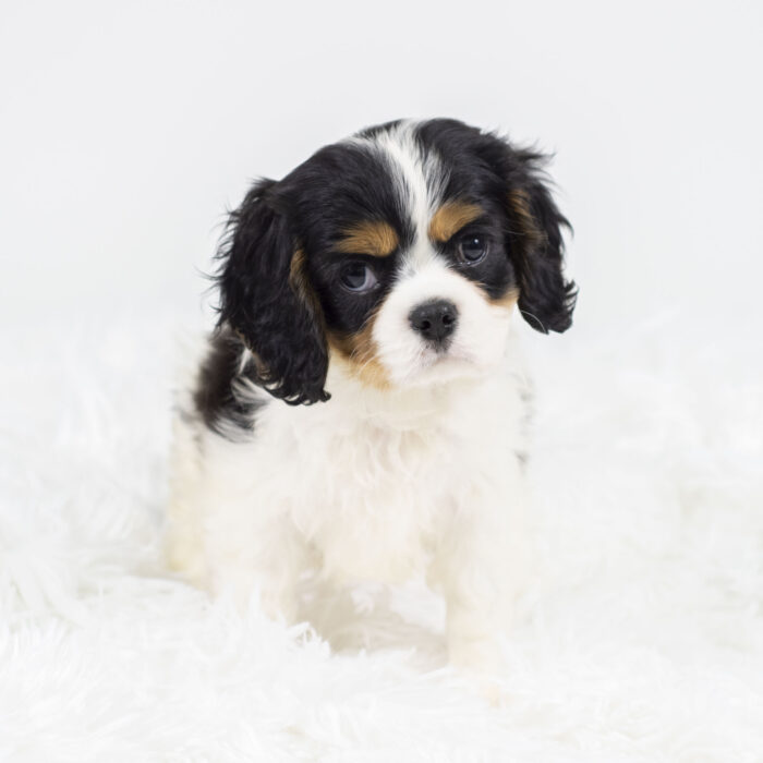 Zuma - Cavalier King Charles Spaniel puppy for sale