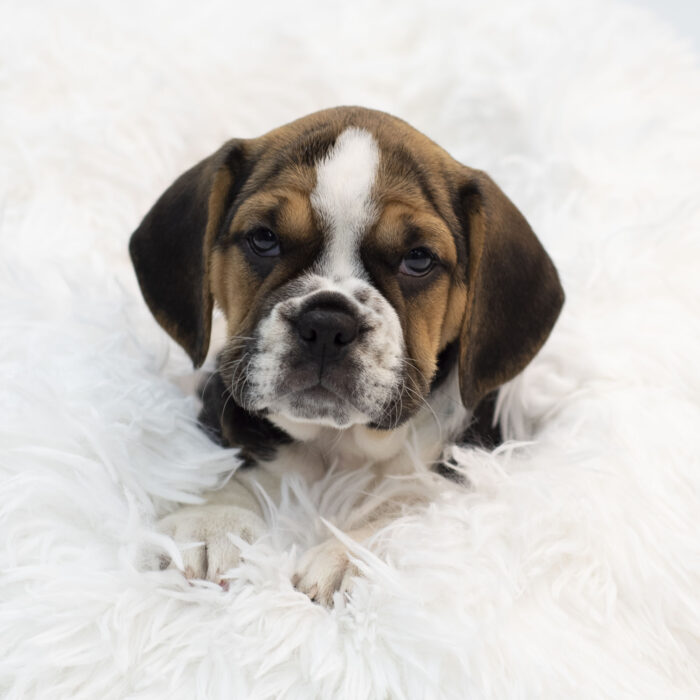 Coraline - Beabull puppy for sale