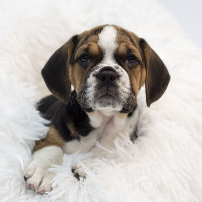 Coraline - Beabull puppy for sale