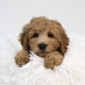 Mini Goldendoodle 2nd Gen