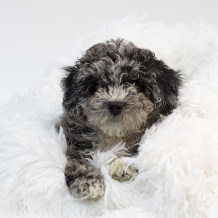 Bluey - Bichonpoo puppy for sale